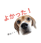 beagle's daily（個別スタンプ：16）