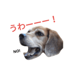 beagle's daily（個別スタンプ：17）