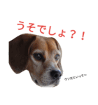 beagle's daily（個別スタンプ：18）