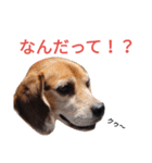 beagle's daily（個別スタンプ：20）