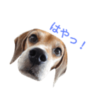 beagle's daily（個別スタンプ：21）