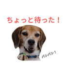beagle's daily（個別スタンプ：22）
