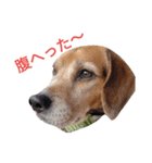 beagle's daily（個別スタンプ：23）