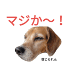beagle's daily（個別スタンプ：25）