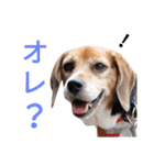 beagle's daily（個別スタンプ：26）