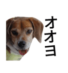 beagle's daily（個別スタンプ：27）