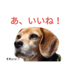 beagle's daily（個別スタンプ：28）