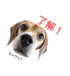 beagle's daily（個別スタンプ：29）