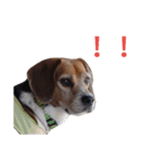 beagle's daily（個別スタンプ：30）