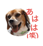 beagle's daily（個別スタンプ：31）