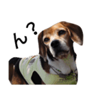 beagle's daily（個別スタンプ：32）
