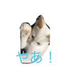 my funny cats3（個別スタンプ：1）