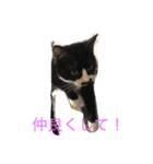 my funny cats3（個別スタンプ：3）