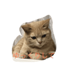 my funny cats3（個別スタンプ：4）