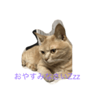 my funny cats3（個別スタンプ：5）