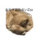 my funny cats3（個別スタンプ：6）