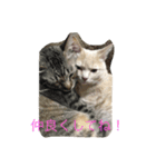 my funny cats3（個別スタンプ：7）