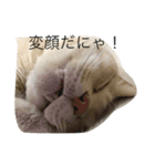 my funny cats3（個別スタンプ：8）