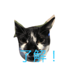 あんじーと12にゃんず（個別スタンプ：1）