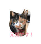 あんじーと12にゃんず（個別スタンプ：2）