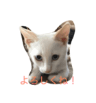 あんじーと12にゃんず（個別スタンプ：3）