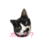 あんじーと12にゃんず（個別スタンプ：5）