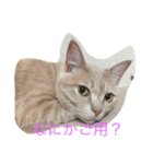 あんじーと12にゃんず（個別スタンプ：8）