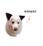 Hachiko＆Family（個別スタンプ：1）
