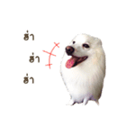 Hachiko＆Family（個別スタンプ：2）