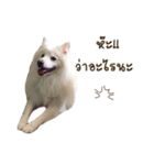 Hachiko＆Family（個別スタンプ：3）