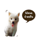 Hachiko＆Family（個別スタンプ：7）