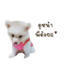 Hachiko＆Family（個別スタンプ：9）