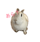 おてんばうさぎのシフォン（個別スタンプ：5）