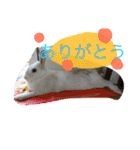 おてんばうさぎのシフォン（個別スタンプ：8）