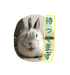 おてんばうさぎのシフォン（個別スタンプ：9）