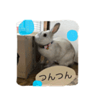 おてんばうさぎのシフォン（個別スタンプ：10）