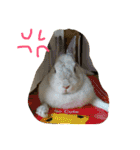 おてんばうさぎのシフォン（個別スタンプ：12）