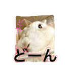 おてんばうさぎのシフォン（個別スタンプ：13）