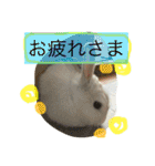 おてんばうさぎのシフォン（個別スタンプ：15）