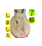 おてんばうさぎのシフォン（個別スタンプ：16）