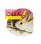 おてんばうさぎのシフォン（個別スタンプ：17）