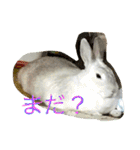 おてんばうさぎのシフォン（個別スタンプ：18）