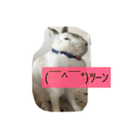 おてんばうさぎのシフォン（個別スタンプ：21）