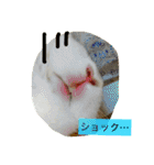 おてんばうさぎのシフォン（個別スタンプ：22）