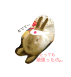 おてんばうさぎのシフォン（個別スタンプ：26）