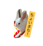 おてんばうさぎのシフォン（個別スタンプ：27）