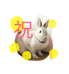 おてんばうさぎのシフォン（個別スタンプ：33）