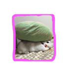 おてんばうさぎのシフォン（個別スタンプ：40）