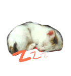 初一（個別スタンプ：8）