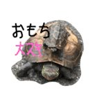 我が家のカメさんたち。正月・クリスマス編（個別スタンプ：7）